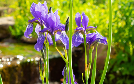Rosenblüten