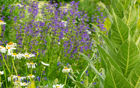 Rosenblüten