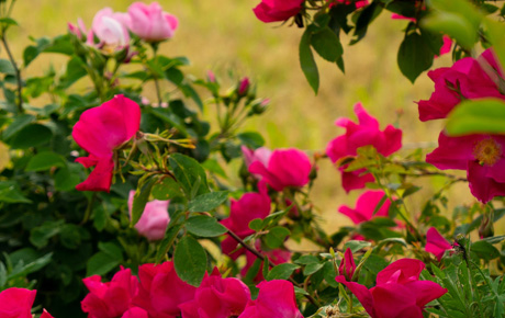 Rosenblüten