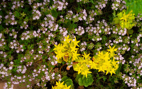Rosenblüten