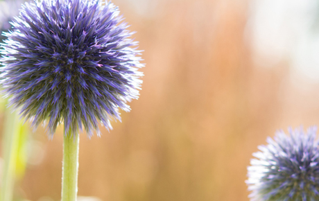 Distel