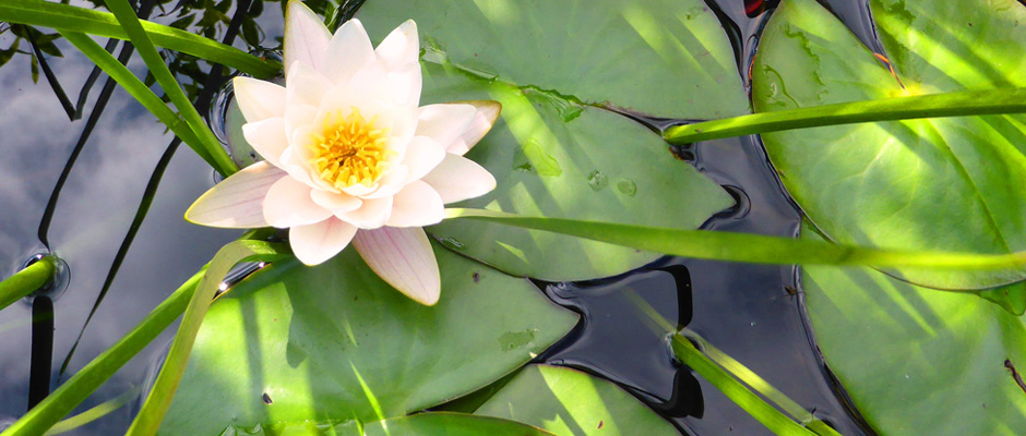 Seerose