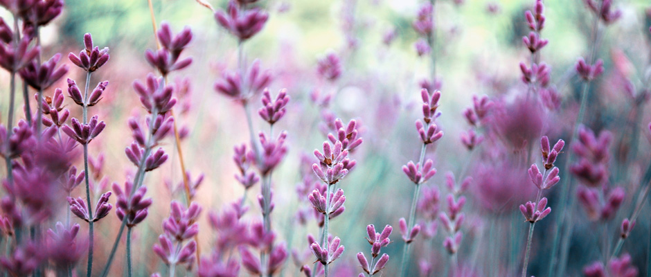 Lavendel