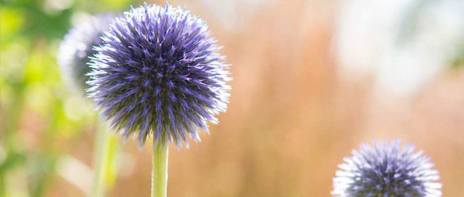 Kugeldistel