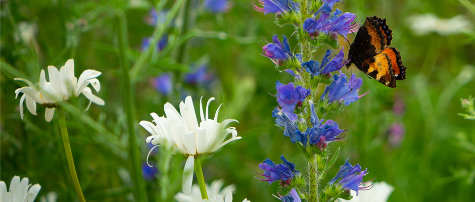Wildblumen